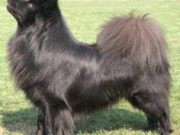 lapphund_suedois_20211130_1214583430